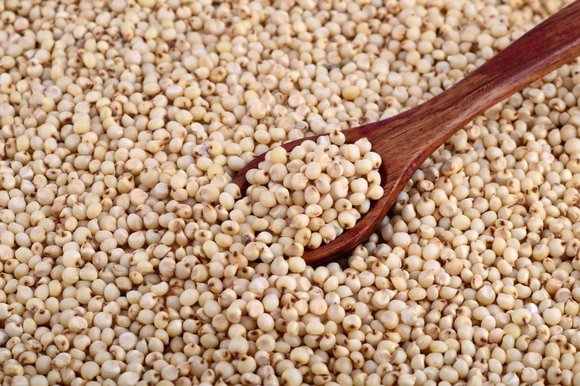 White Sorghum